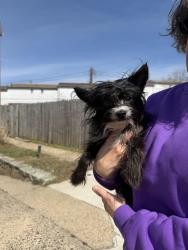 Found/Stray Female Dog last seen Woodhaven Road, Philadelphia, PA 19154