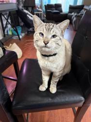 Lost Male Cat last seen Marna drive , Vacaville, CA 95687