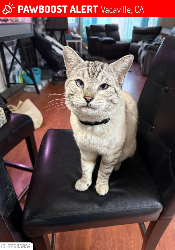 Lost Male Cat last seen Marna drive , Vacaville, CA 95687