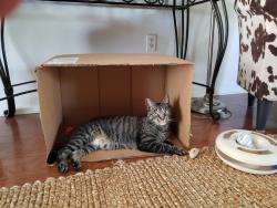 Lost Male Cat last seen Union Valley Road, monroe nj, Monroe Township, NJ 08831
