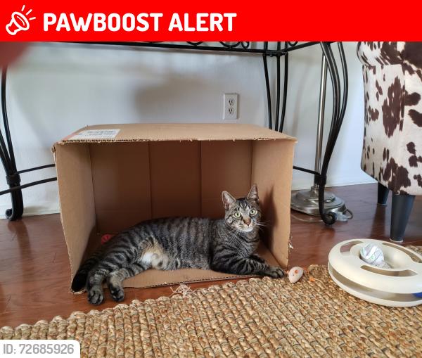 Lost Male Cat last seen Union Valley Road, monroe nj, Monroe Township, NJ 08831