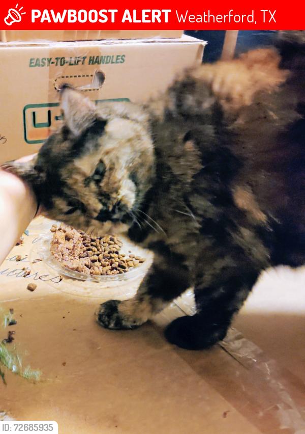 Lost Female Cat last seen Meadowview Ct and Diamond Oaks Dr, Weatherford, TX 76087