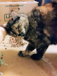 Lost Female Cat last seen Meadowview Ct and Diamond Oaks Dr, Weatherford, TX 76087