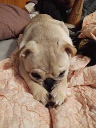 Lost Male Dog last seen 111th and Oliver , Mulvane, KS 67110