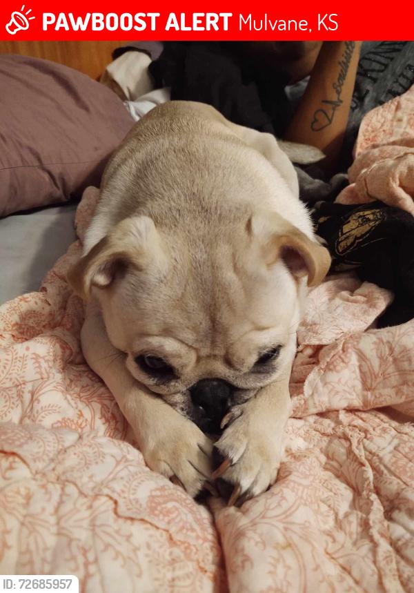 Lost Male Dog last seen 111th and Oliver , Mulvane, KS 67110