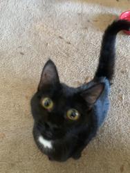 Found/Stray Unknown Cat last seen Co. Rd C and forest, Maplewood, MN 55109