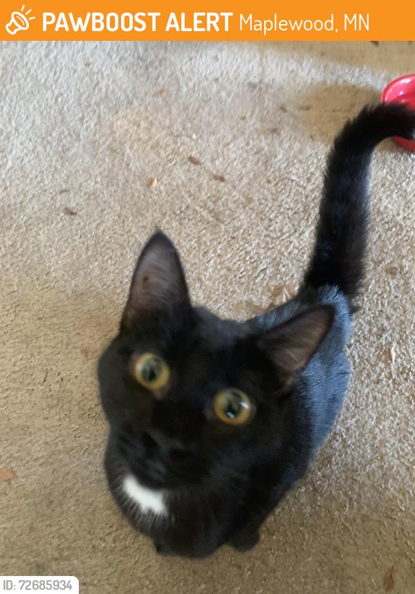 Found/Stray Unknown Cat last seen Co. Rd C and forest, Maplewood, MN 55109