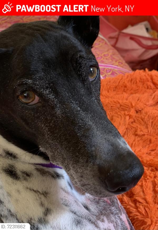 Lost Male Dog last seen Nagle near Fort Tryon Park , New York, NY 10040