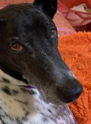 Lost Male Dog last seen Nagle near Fort Tryon Park , New York, NY 10040