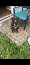 Lost Female Dog last seen Near Henley Ave , Reynoldsburg, OH 43068