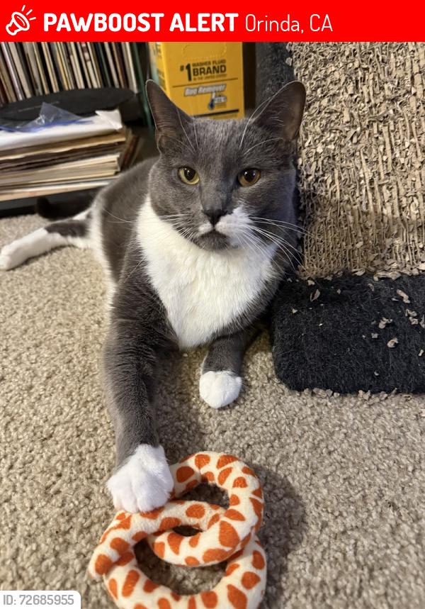 Lost Male Cat last seen Moraga Way / Orchard Court - Orinda, CA, Orinda, CA 94563
