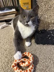 Lost Male Cat last seen Moraga Way / Orchard Court - Orinda, CA, Orinda, CA 94563