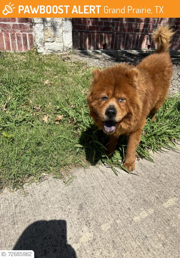 Found/Stray Male Dog last seen Pond by coastal Blvd and Grandway dr , Grand Prairie, TX 75054