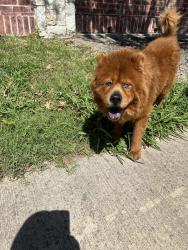 Found/Stray Male Dog last seen Pond by coastal Blvd and Grandway dr , Grand Prairie, TX 75054