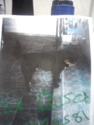 Lost Male Dog last seen Ponto vila contanca , Vila Constança, SP 