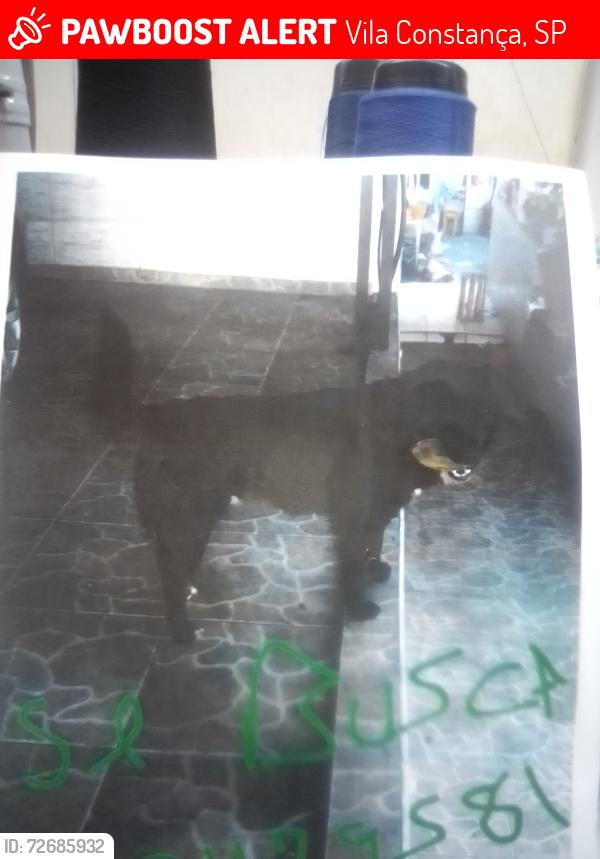 Lost Male Dog last seen Ponto vila contanca , Vila Constança, SP 
