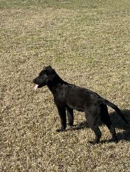 Found/Stray Female Dog last seen Near east great  marsh , Saint Pauls, NC 28384