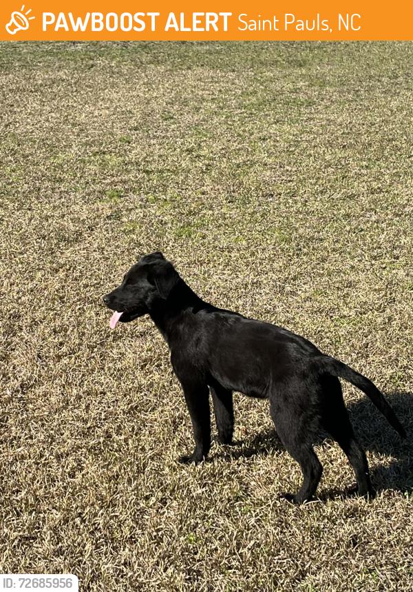 Found/Stray Female Dog last seen Near east great  marsh , Saint Pauls, NC 28384