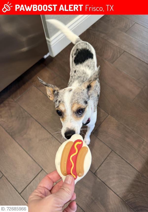 Lost Female Dog last seen Near Columbus Dr frisco, Frisco, TX 75034