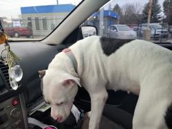 Found/Stray Female Dog last seen Trent and Evergreen , Spokane Valley, WA 99216