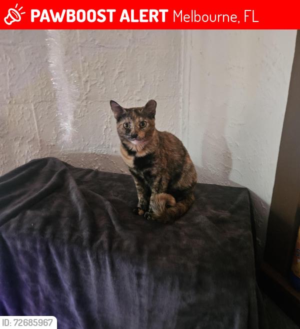 Lost Female Cat last seen Near stone st, Melbourne, FL 32901