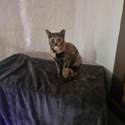 Lost Female Cat last seen Near stone st, Melbourne, FL 32901