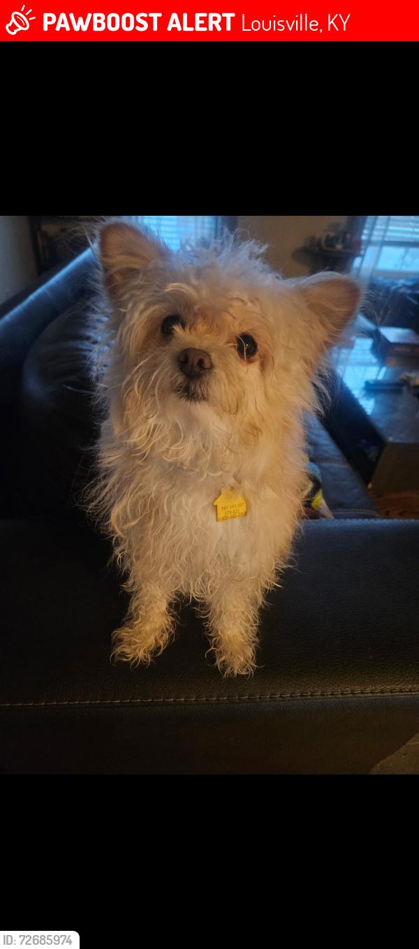 Lost Male Dog last seen not sure, Louisville, KY 40216