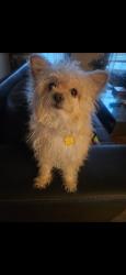 Lost Male Dog last seen not sure, Louisville, KY 40216