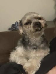Lost Male Dog last seen Junction station Highway 121/80 crossroads, Adrian, GA 31002