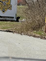 Found/Stray Male Dog last seen Near jacks park, Chester, PA 19013