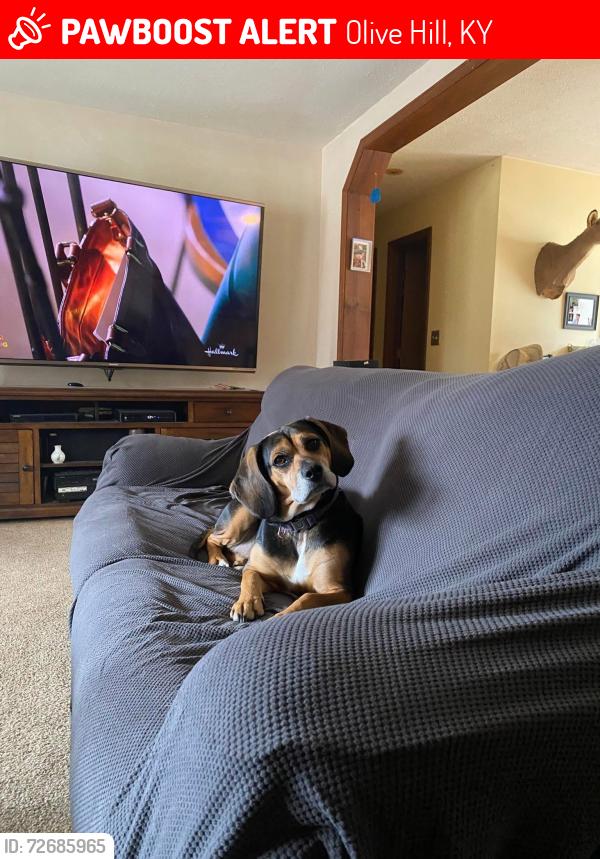 Lost Female Dog last seen Tom T Hall near Quick Lube, Olive Hill, KY 41164