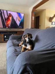 Lost Female Dog last seen Tom T Hall near Quick Lube, Olive Hill, KY 41164