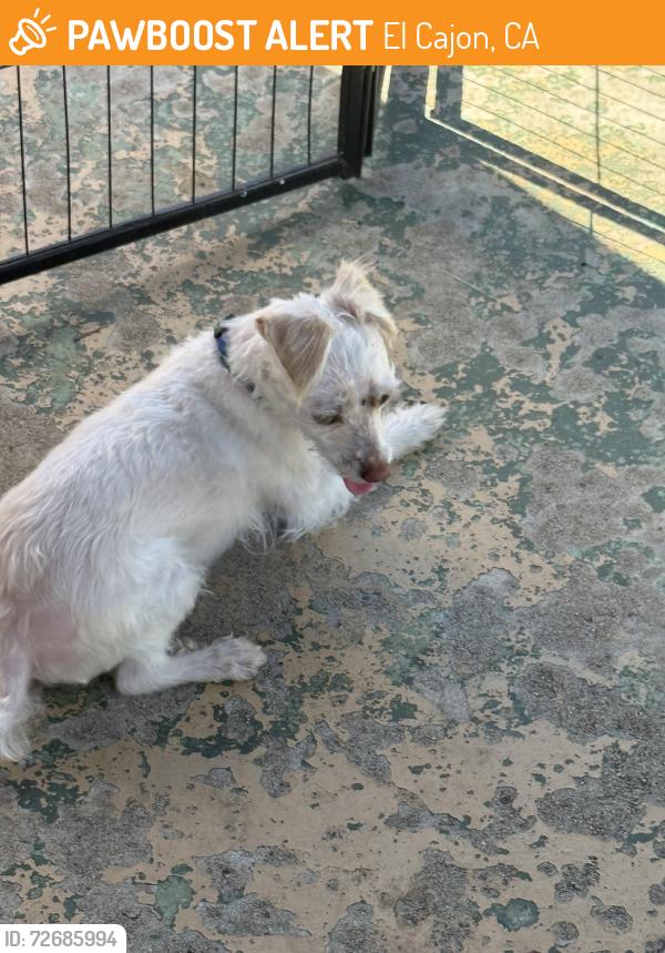 Found/Stray Female Dog last seen Granite hills El Cajon , El Cajon, CA 92019