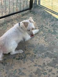 Found/Stray Female Dog last seen Granite hills El Cajon , El Cajon, CA 92019