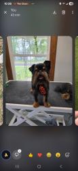 Lost Male Dog last seen Circle k gas station, Pittsboro, IN 46167