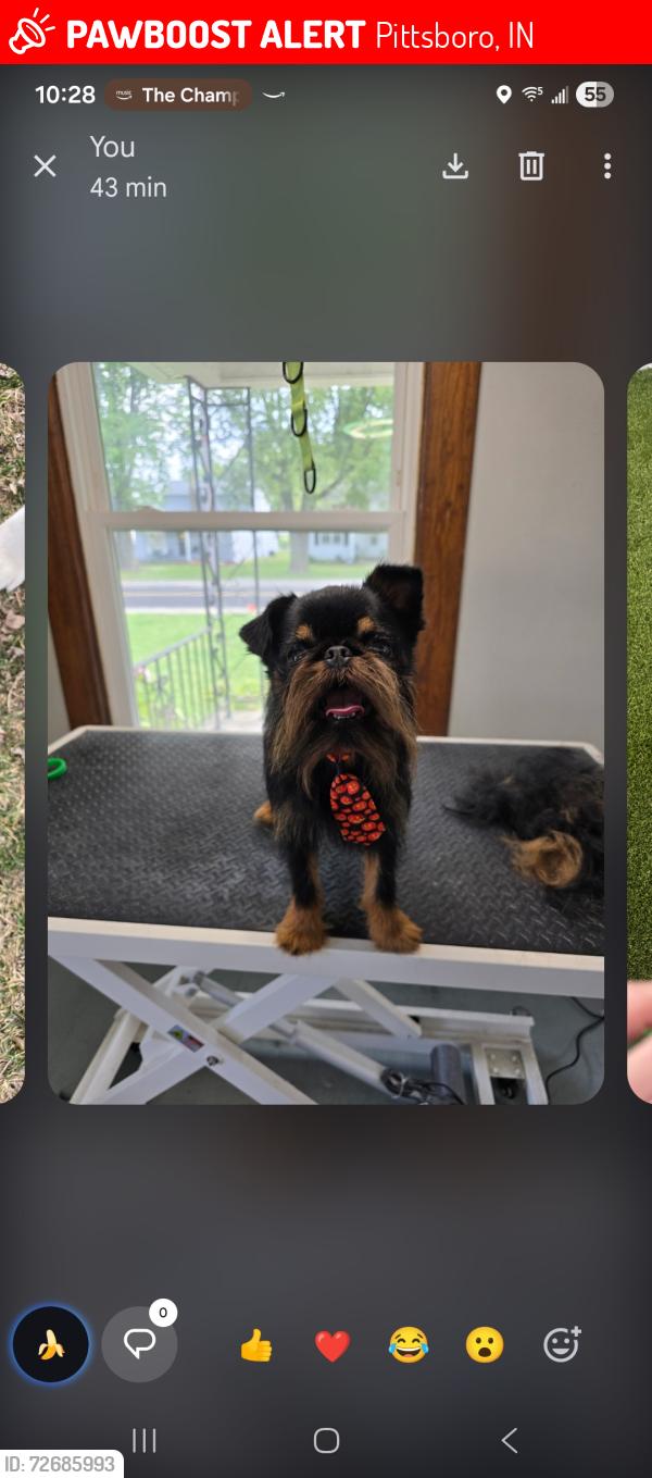 Lost Male Dog last seen Circle k gas station, Pittsboro, IN 46167