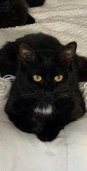 Lost Male Cat last seen Palmetto bay, Palmetto Bay, FL 33157