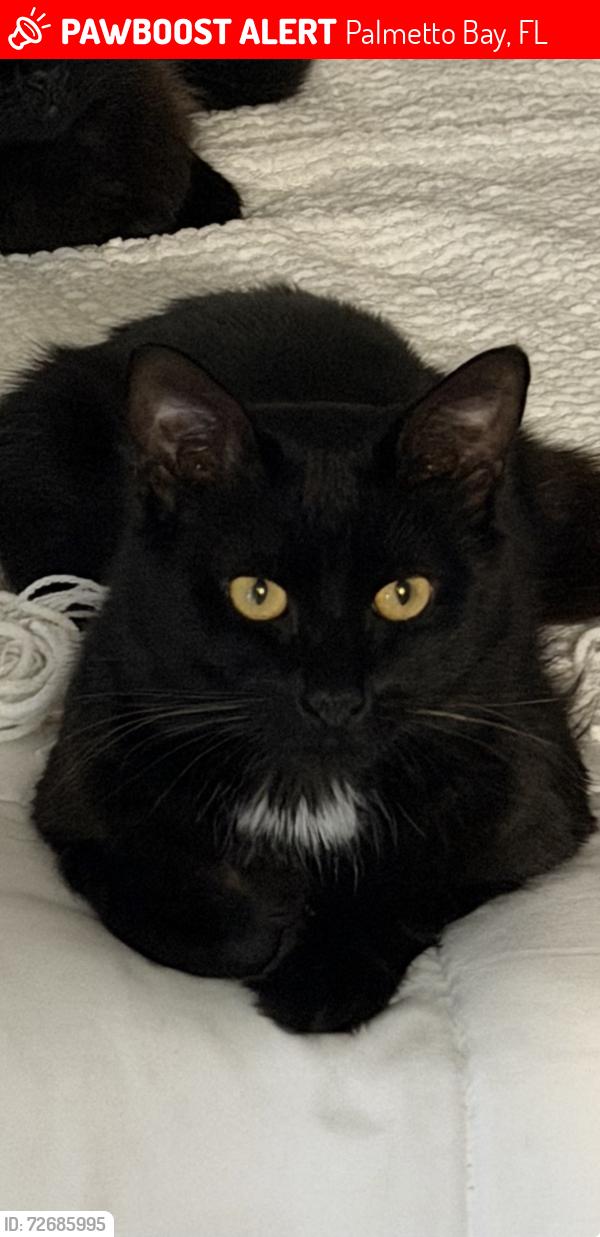 Lost Male Cat last seen Palmetto bay, Palmetto Bay, FL 33157