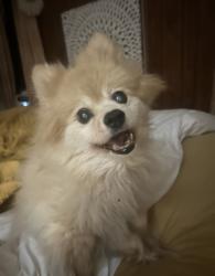 Lost Female Dog last seen Trial lake bikglade, Fort Worth, TX 76133