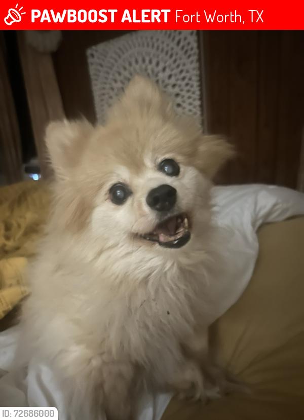 Lost Female Dog last seen Trial lake bikglade, Fort Worth, TX 76133