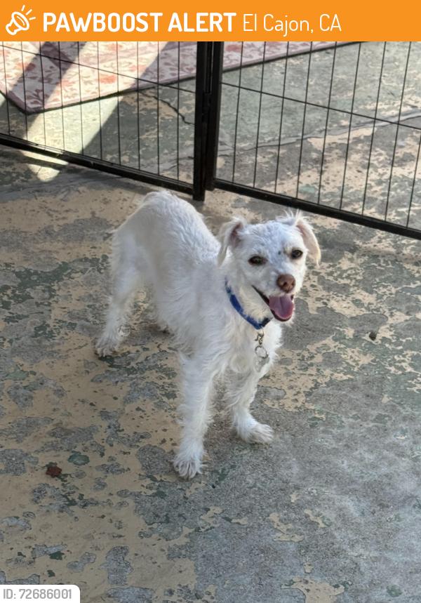 Found/Stray Female Dog last seen Granite Hills Drive , El Cajon, CA 92019