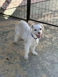 Found/Stray Female Dog last seen Granite Hills Drive , El Cajon, CA 92019
