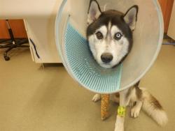 Shelter Stray Male Dog last seen SW 8 ST, Doral, FL 33122