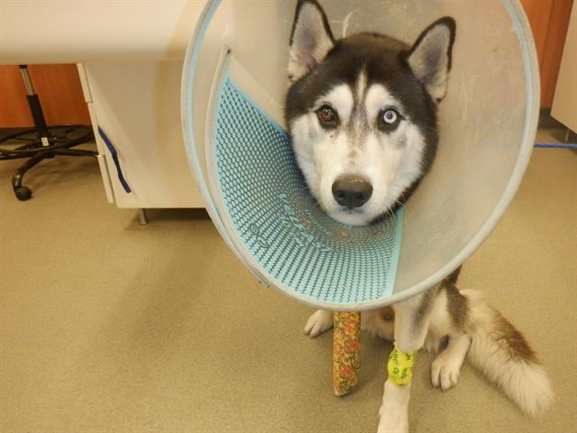 Shelter Stray Male Dog last seen SW 8 ST, Doral, FL 33122
