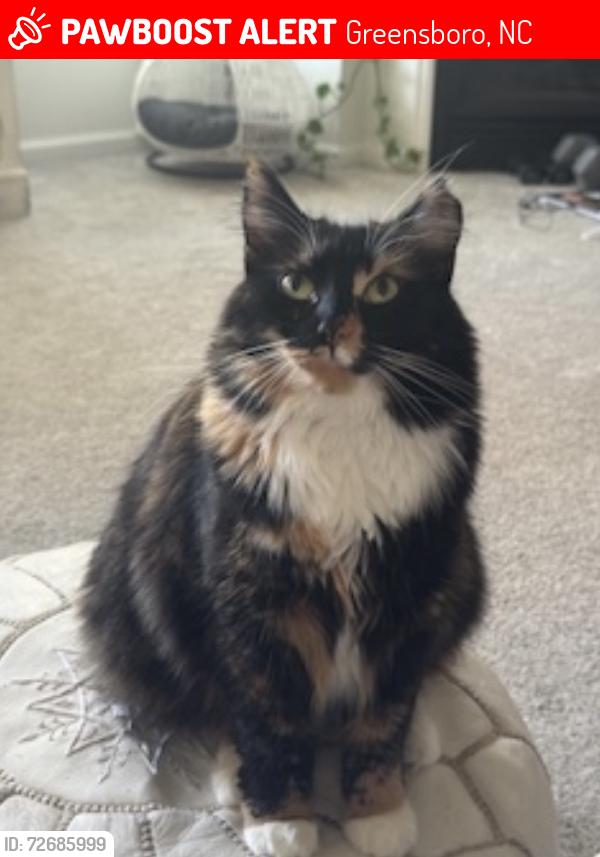Lost Female Cat last seen Near Shore Lake Dr, Greensboro 27455, Greensboro, NC 27455