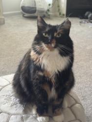 Lost Female Cat last seen Near Shore Lake Dr, Greensboro 27455, Greensboro, NC 27455