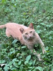 Lost Female Cat last seen Morgantown Rd and Talbotville Rd in Honey Brook, Honey Brook, PA 19344
