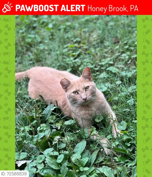 Lost Female Cat last seen Morgantown Rd and Talbotville Rd in Honey Brook, Honey Brook, PA 19344