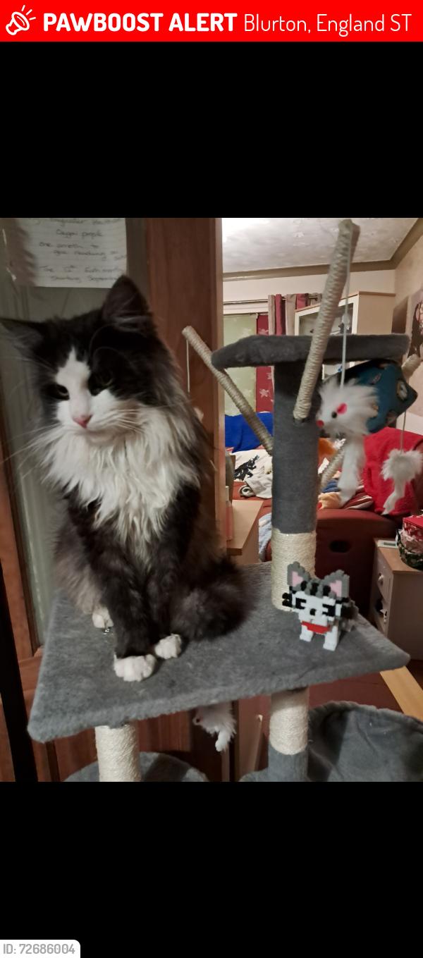 Lost Male Cat last seen Dennington crescent blurton Stoke-on-Trent, Blurton, England ST3