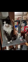 Lost Male Cat last seen Dennington crescent  blurton Stoke-on-Trent , Blurton, England ST3
